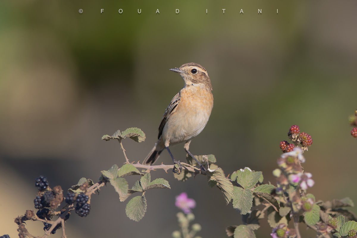Whinchat - ML644161156