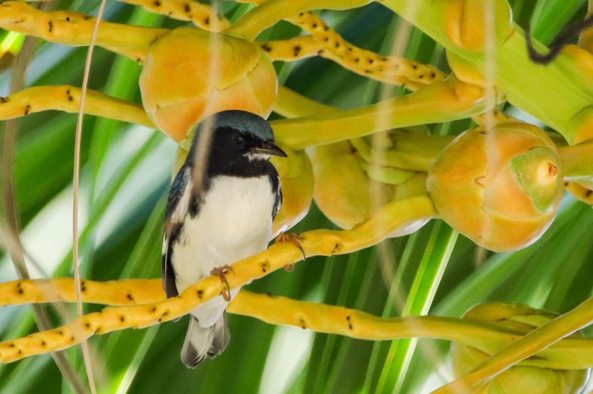 Black-throated Blue Warbler - ML644161161