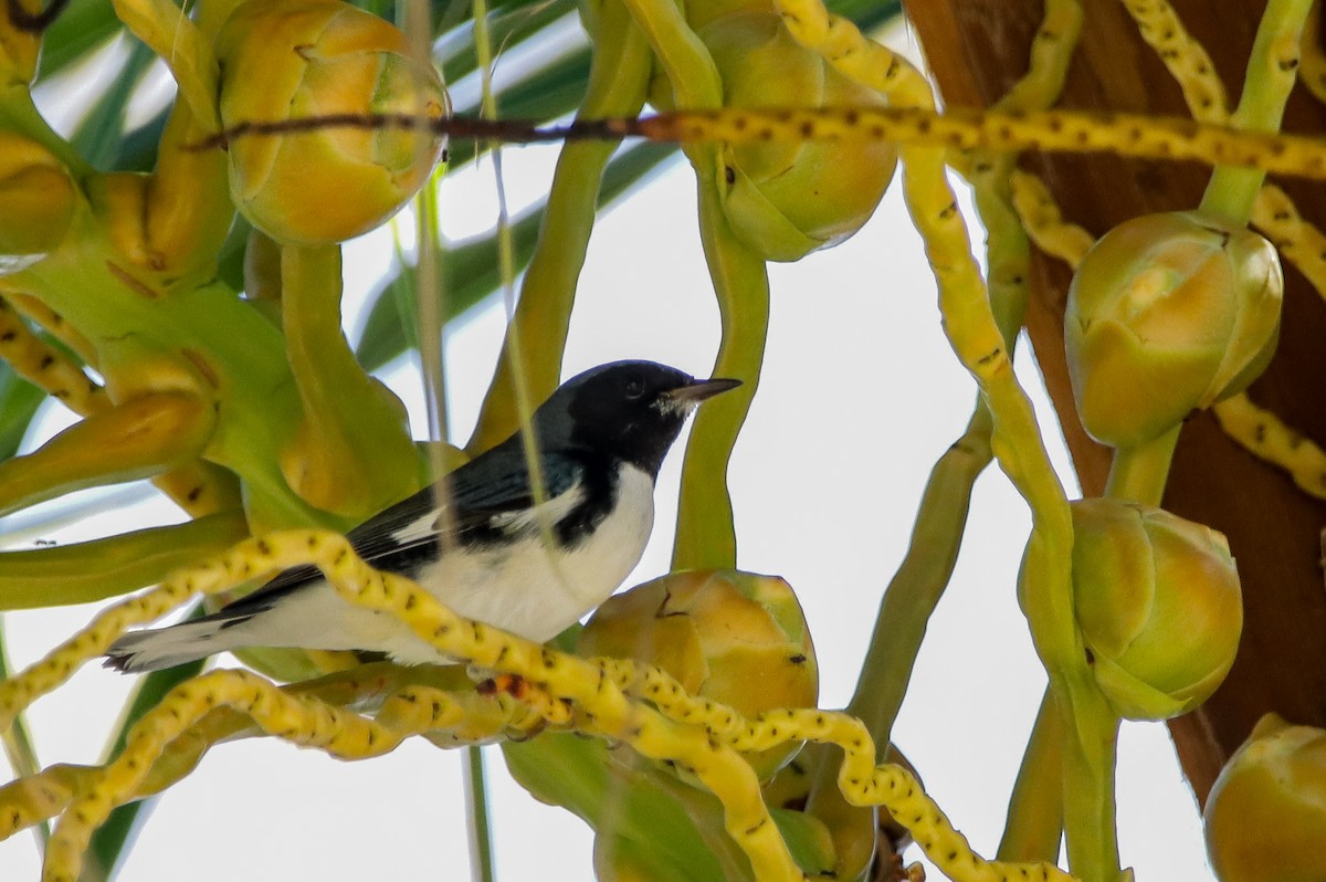 Black-throated Blue Warbler - ML644161162