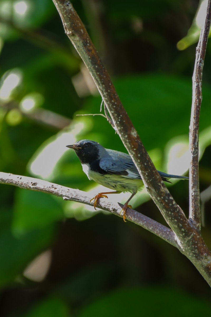 Black-throated Blue Warbler - ML644161163