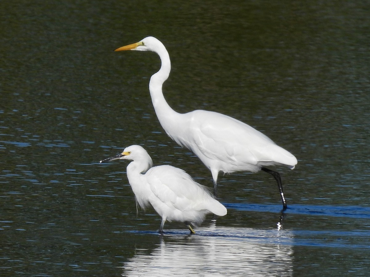Snowy Egret - ML644161169