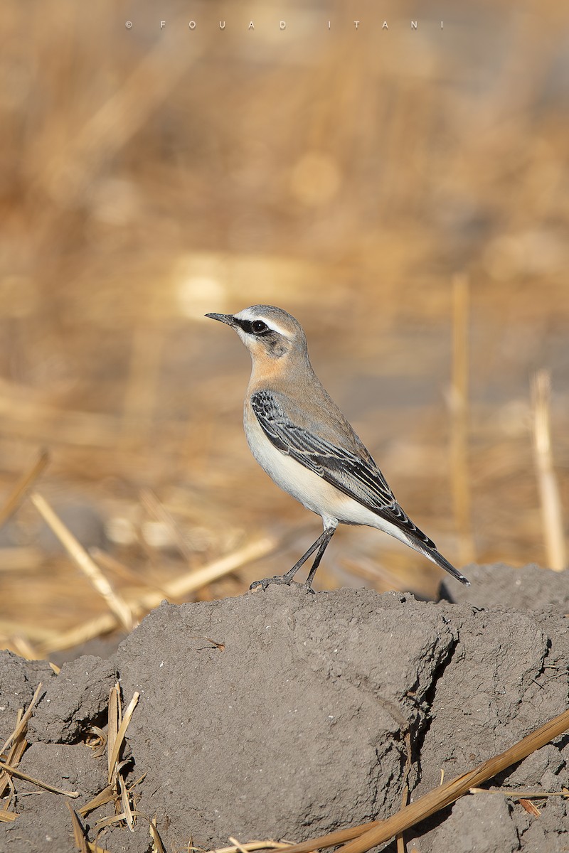 Northern Wheatear - ML644161175