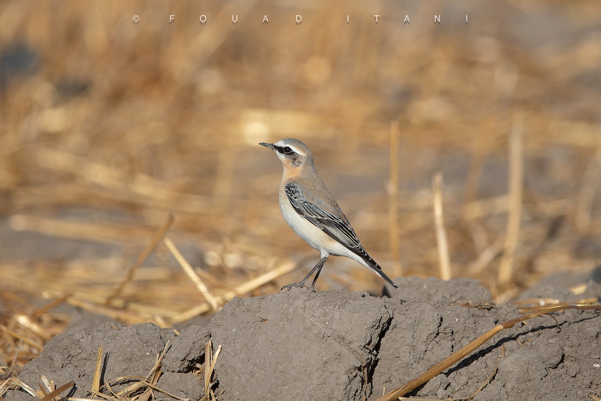 Northern Wheatear - ML644161176