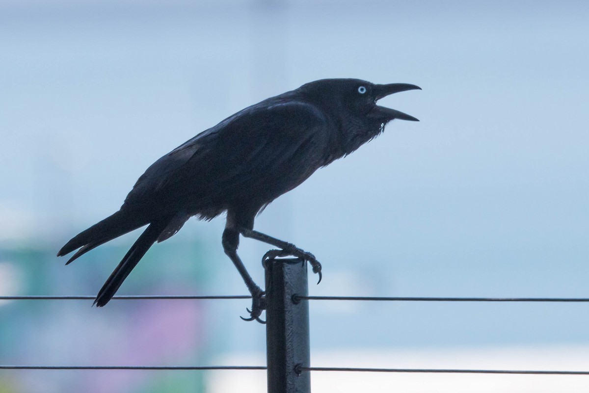 Torresian Crow - ML644161178