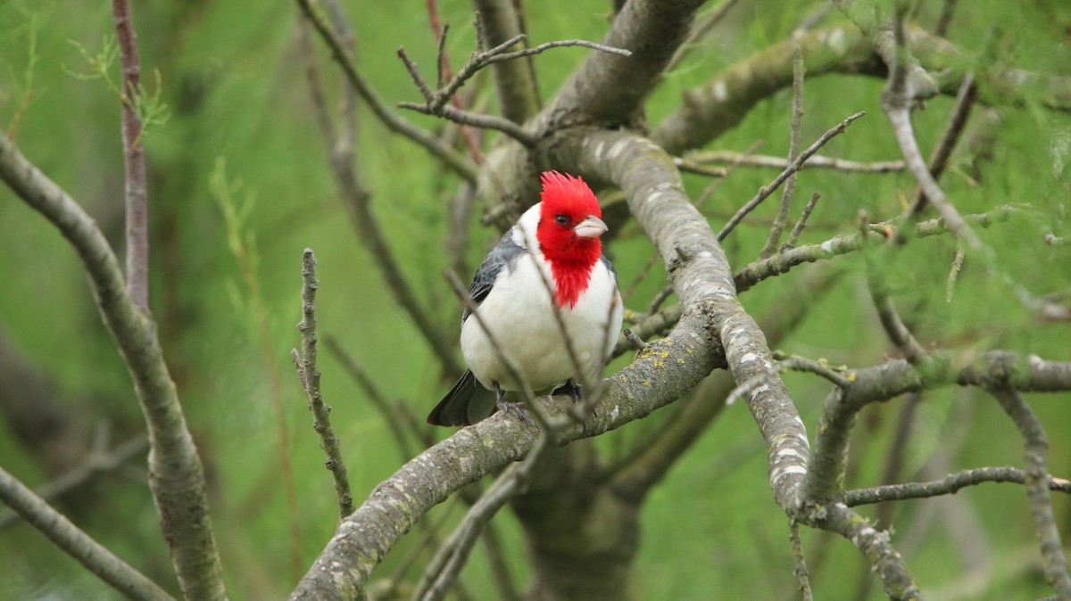 Red-crested Cardinal - ML644161192