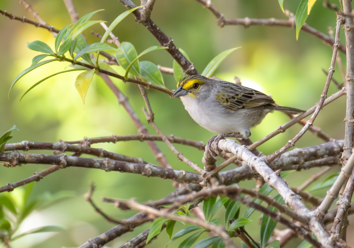 Yellow-browed Sparrow - ML644161193