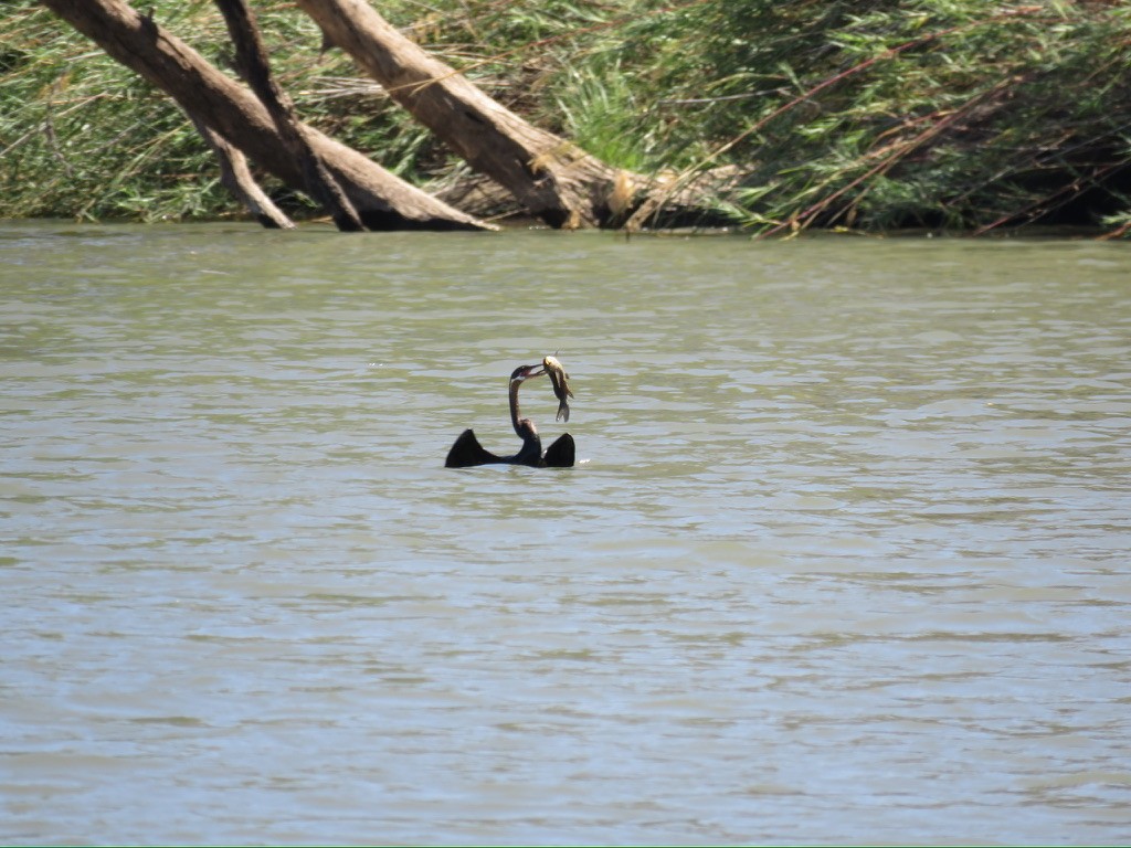 anhinga africká - ML644161197