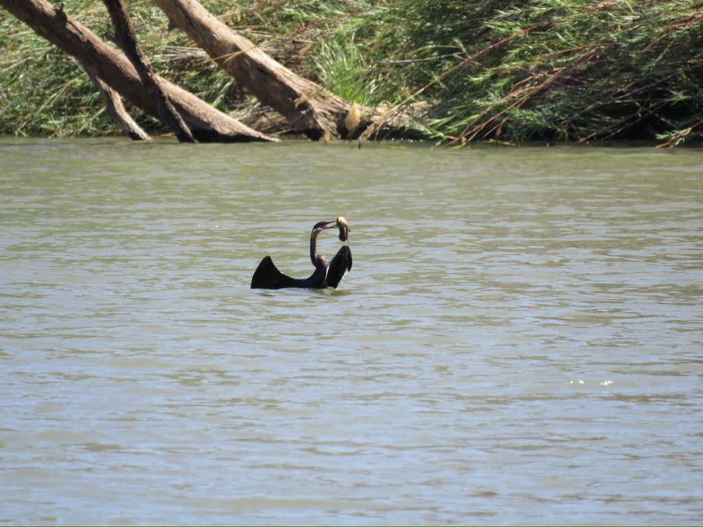 anhinga africká - ML644161198