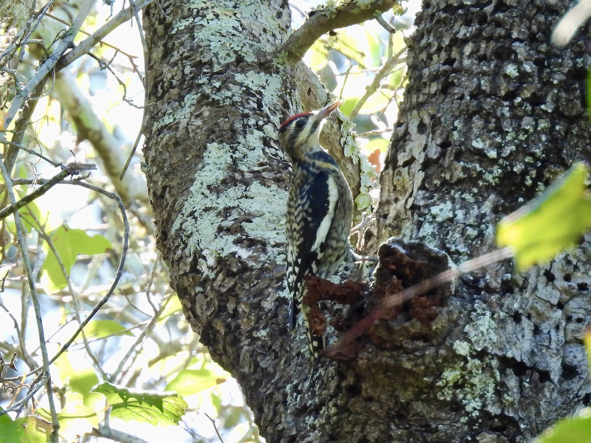 Yellow-bellied Sapsucker - ML644161201