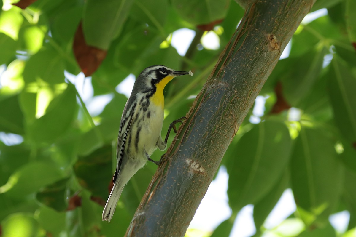 Yellow-throated Warbler - ML644161203