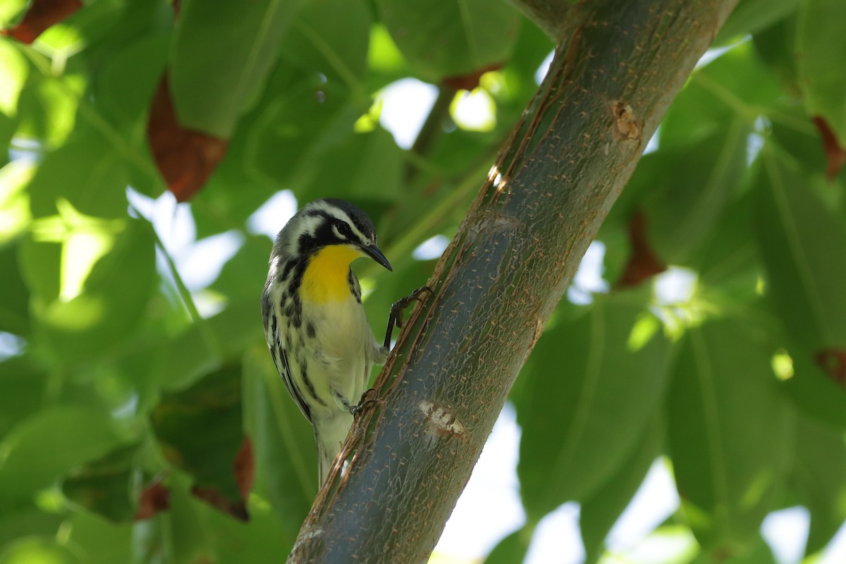 Yellow-throated Warbler - ML644161204