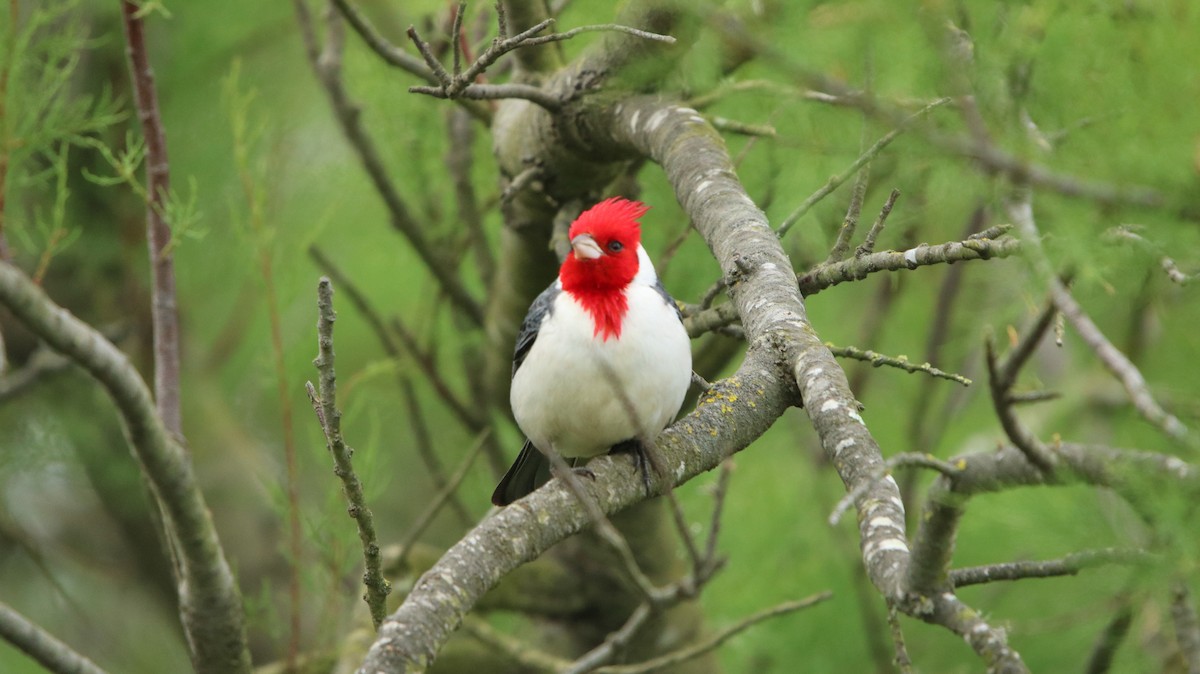 Red-crested Cardinal - ML644161205
