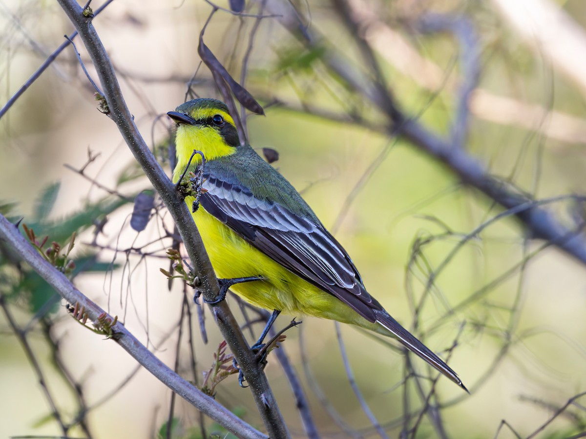 キマユタイランチョウ - ML644161208