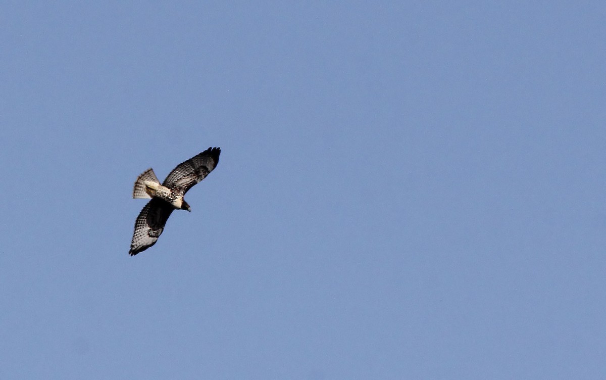 Red-tailed Hawk - ML644161209