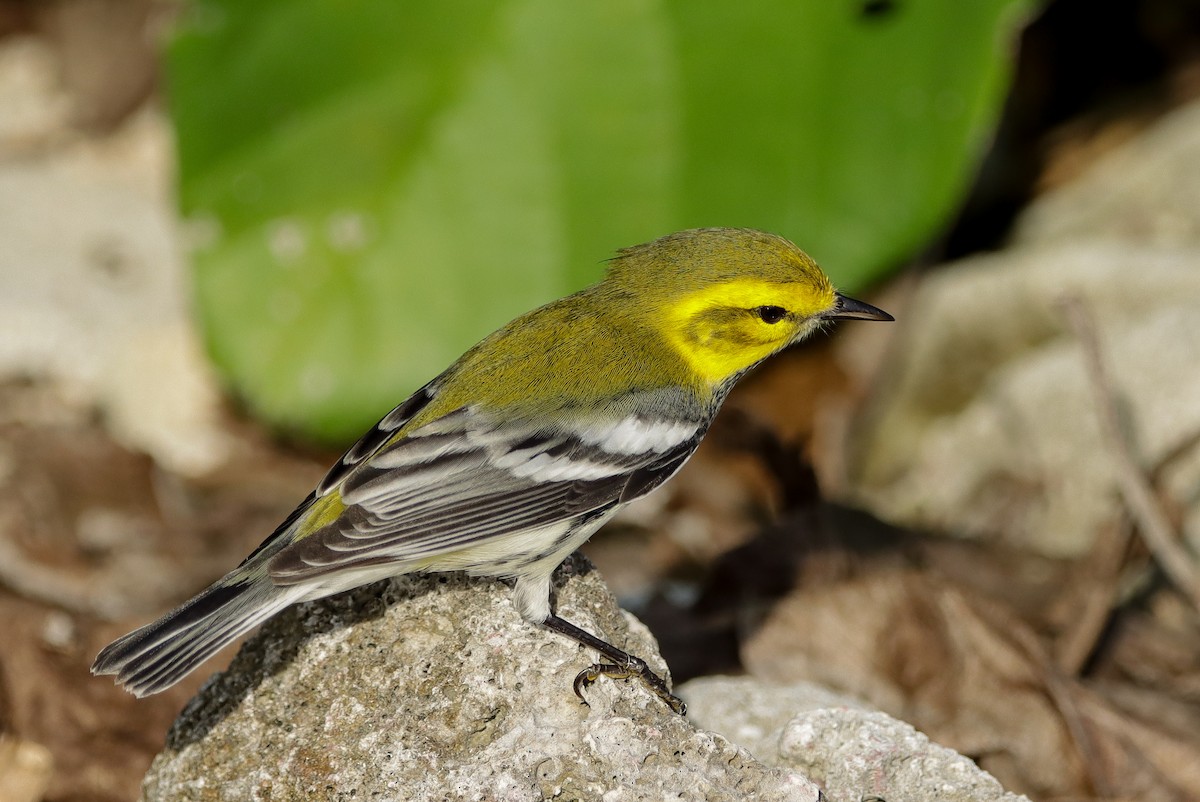 Black-throated Green Warbler - ML644161229