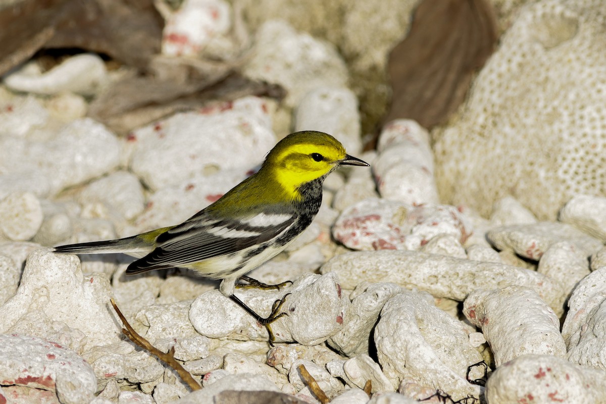 Black-throated Green Warbler - ML644161230