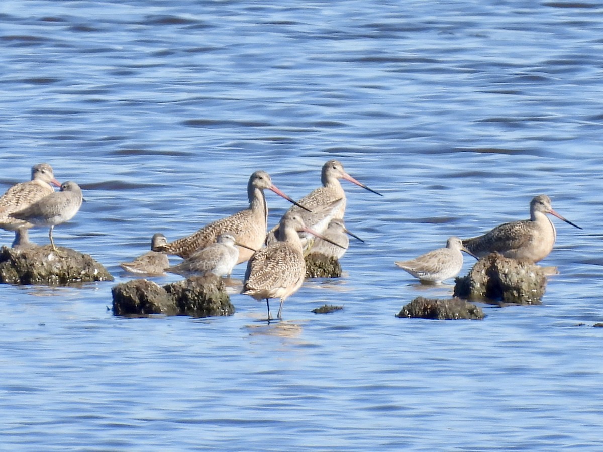 Marbled Godwit - ML644161252