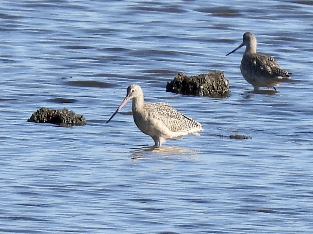 Marbled Godwit - ML644161254