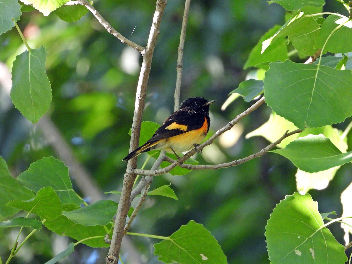 American Redstart - ML644161255