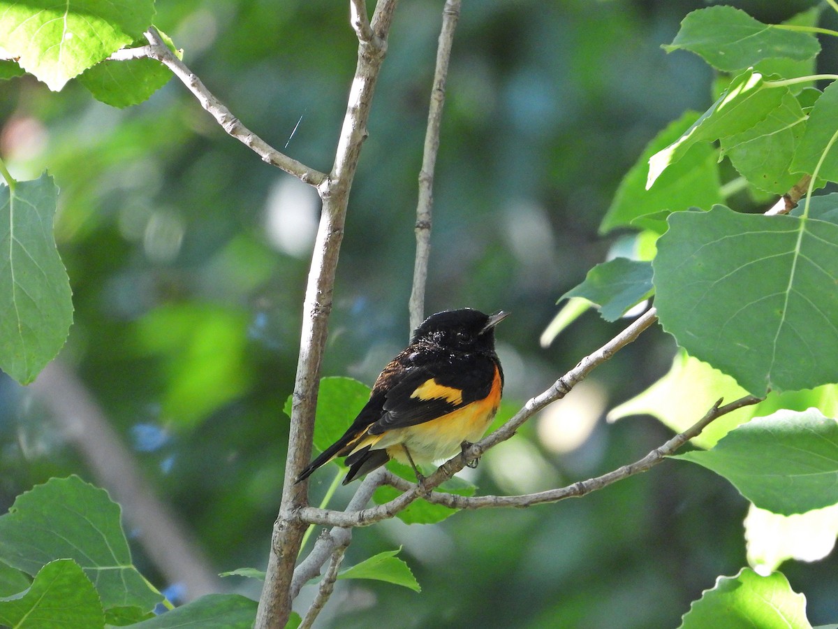 American Redstart - ML644161256