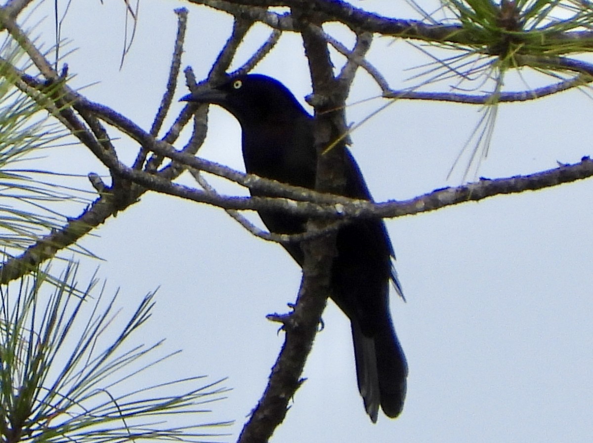 Purpurgrackel - ML644161257