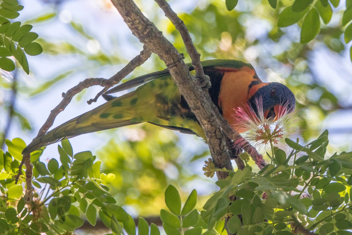 Red-collared Lorikeet - ML644161262