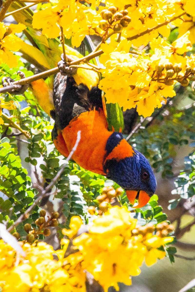 Red-collared Lorikeet - ML644161263