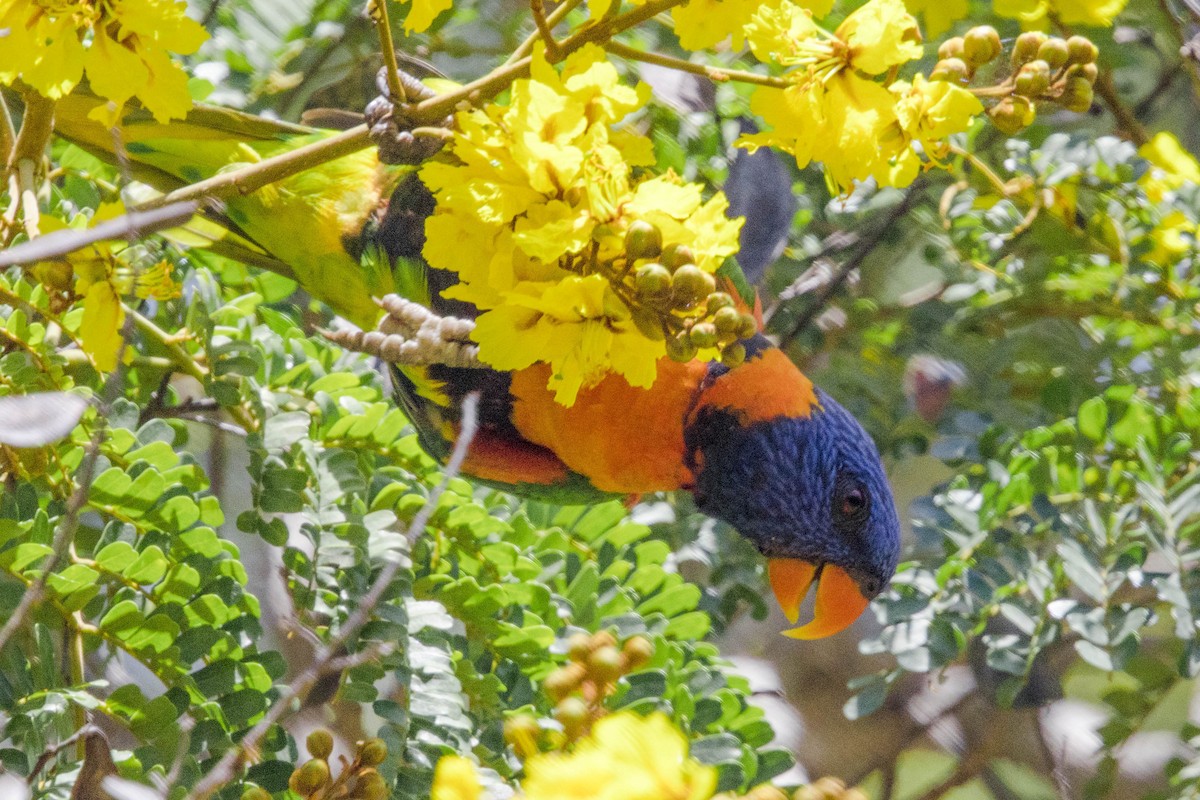Red-collared Lorikeet - ML644161264