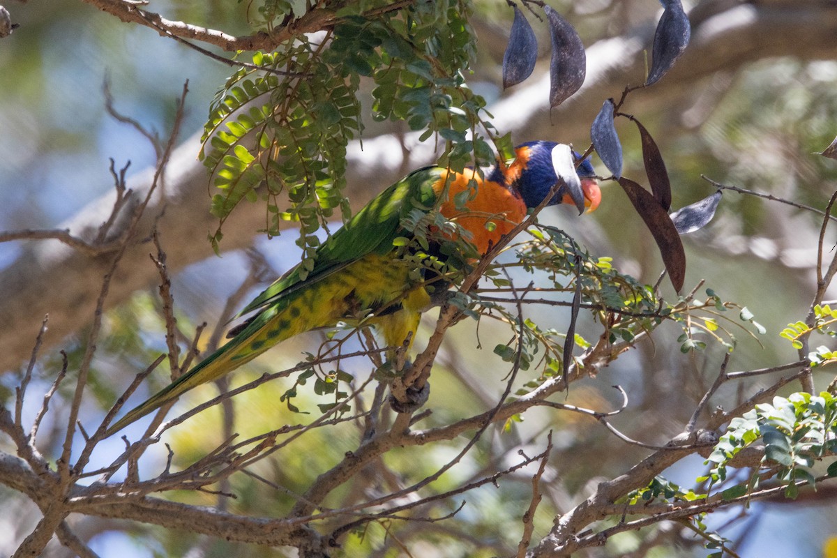 Red-collared Lorikeet - ML644161265
