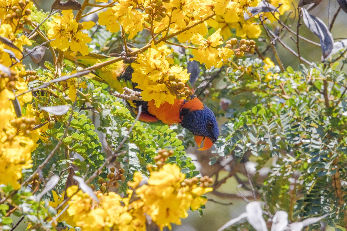 Red-collared Lorikeet - ML644161266