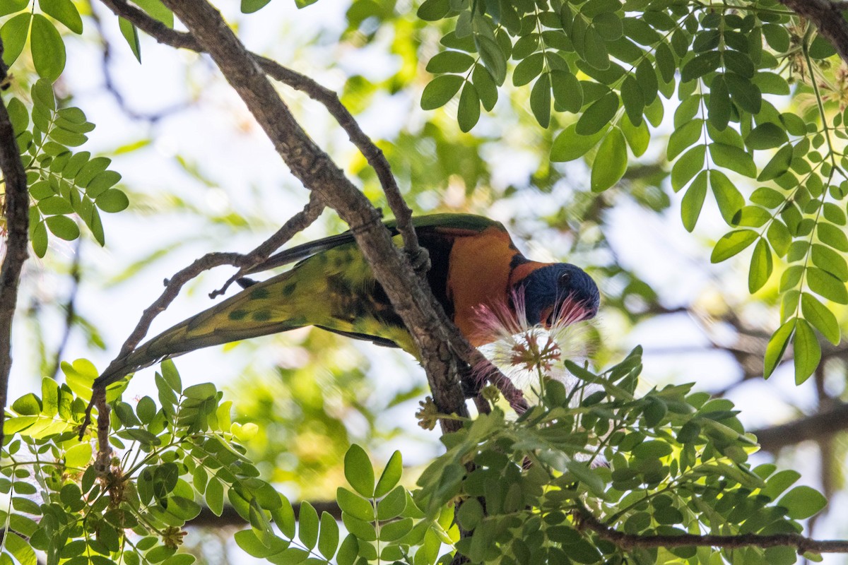 Red-collared Lorikeet - ML644161267