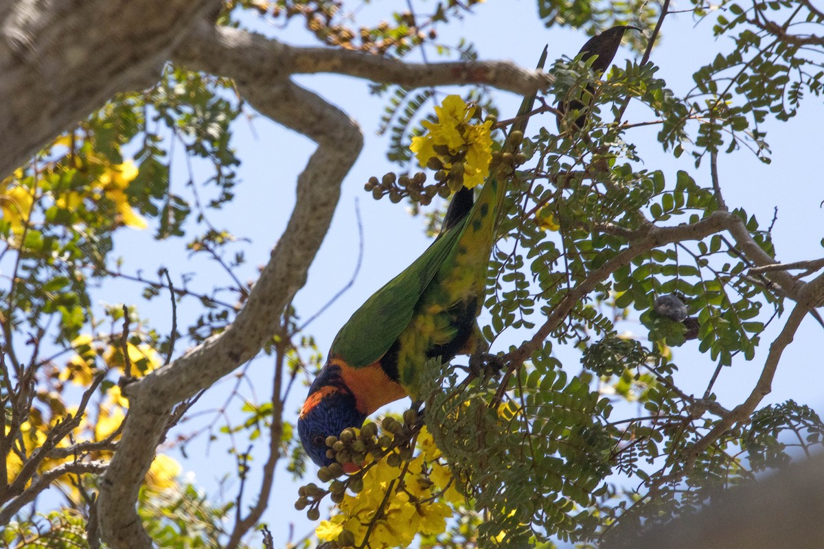 Red-collared Lorikeet - ML644161269