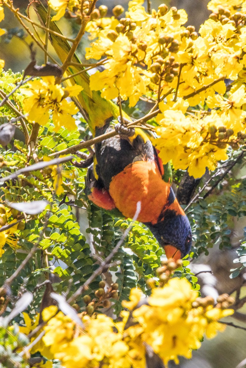 Red-collared Lorikeet - ML644161270
