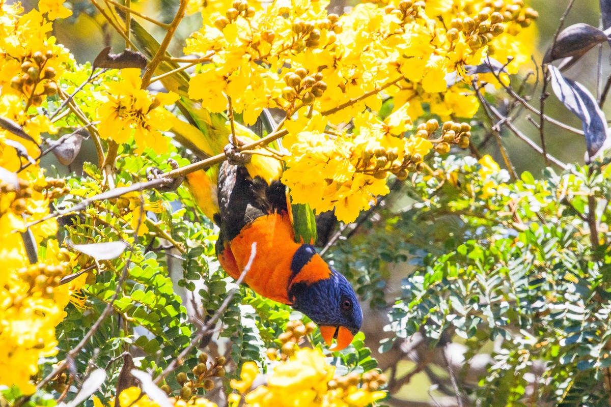 Red-collared Lorikeet - ML644161271