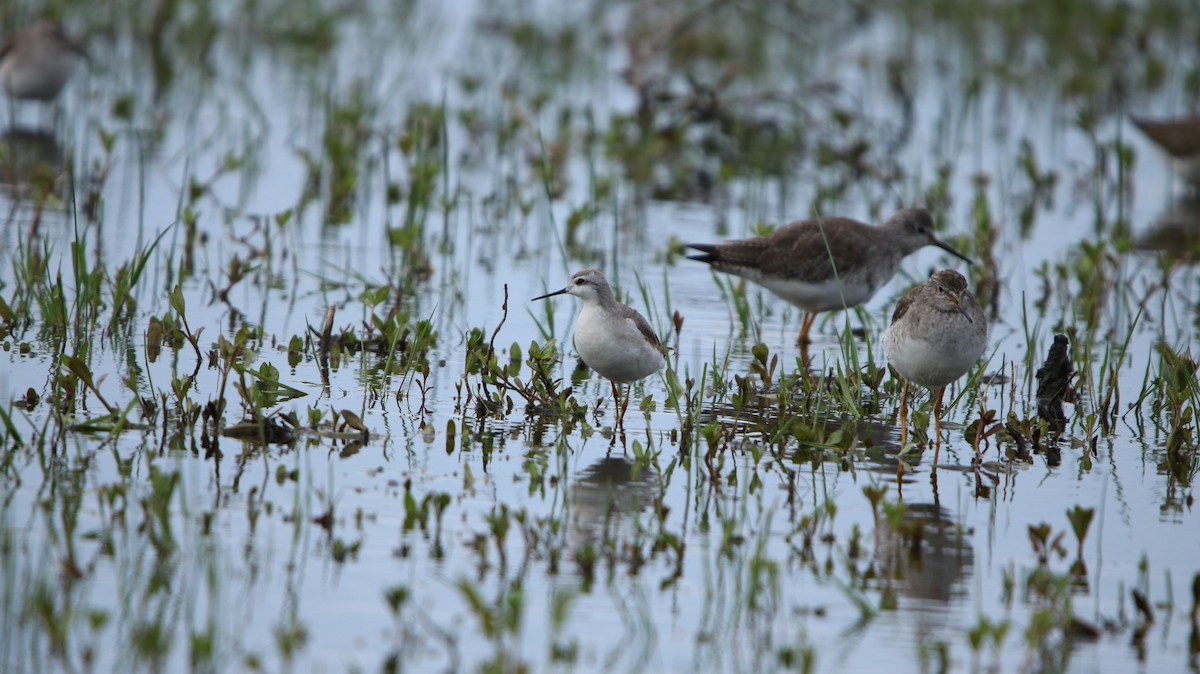Wilson's Phalarope - ML644161285