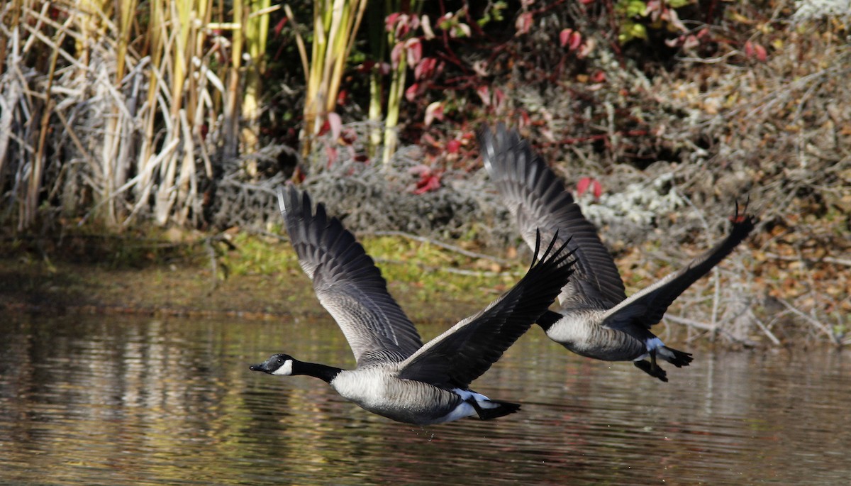 Canada Goose - ML644161293