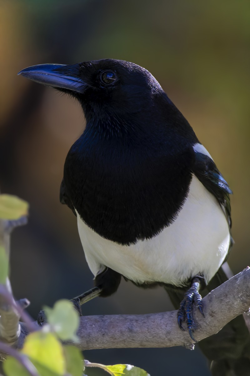 Eurasian Magpie - ML644161304