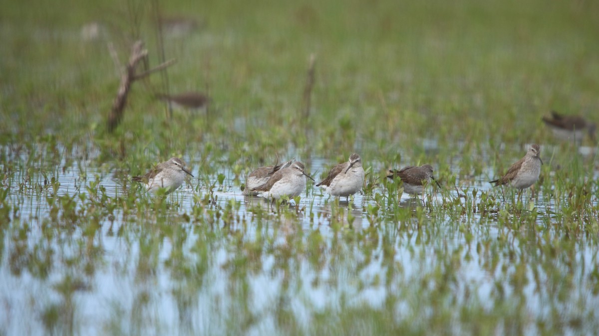 Stilt Sandpiper - ML644161305