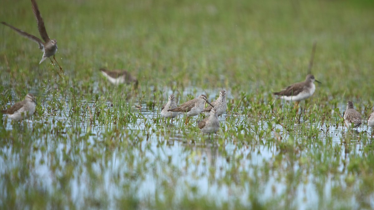 Stilt Sandpiper - ML644161316