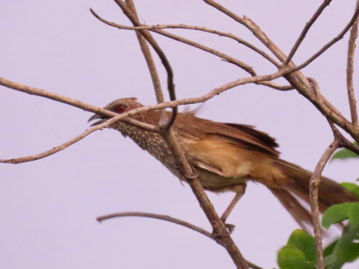 Arrow-marked Babbler - ML644161318