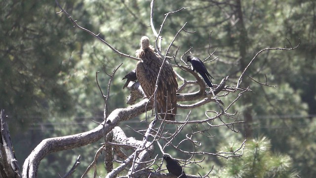 Himalayan Griffon - ML644161322