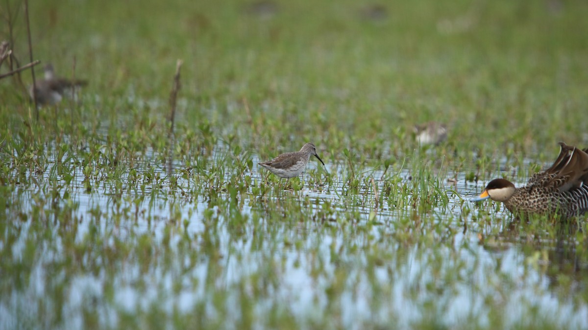 Stilt Sandpiper - ML644161325