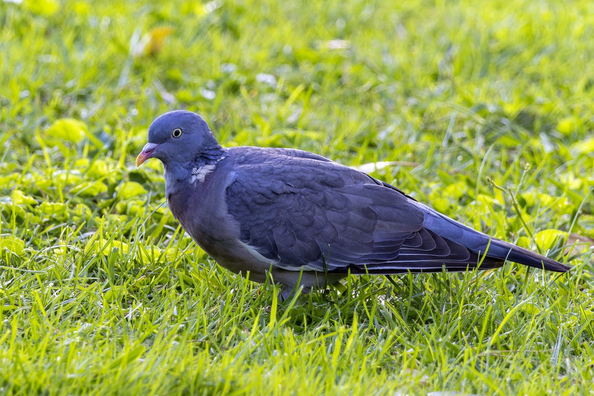 Common Wood-Pigeon - ML644161326