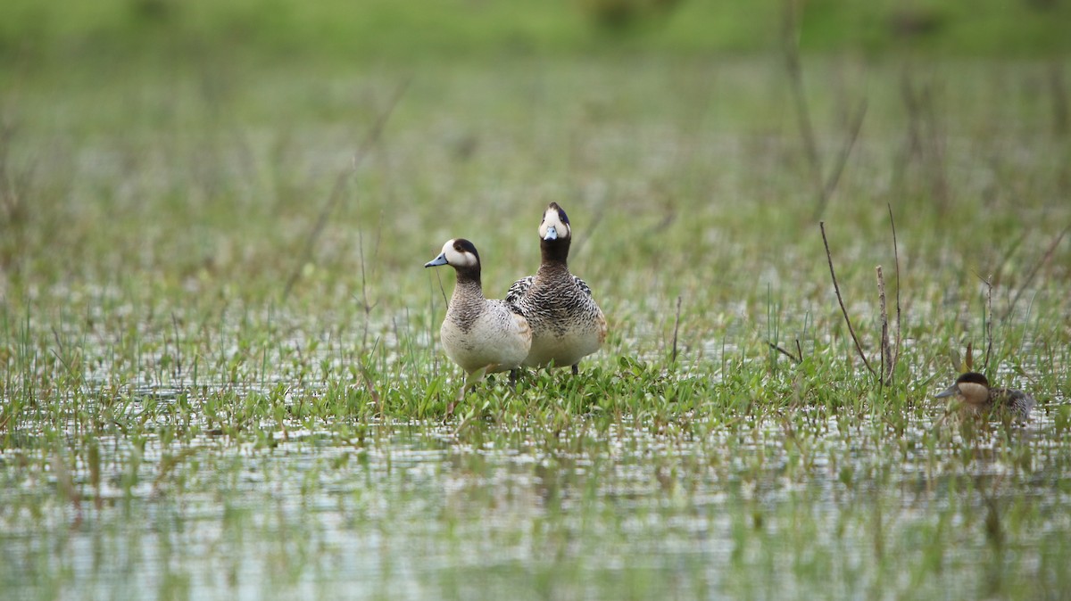 Chiloe Wigeon - ML644161334