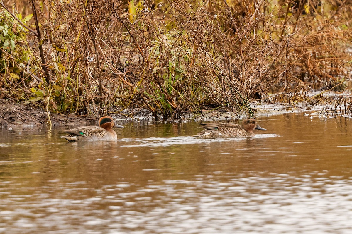 Alzavola (crecca) - ML644161336