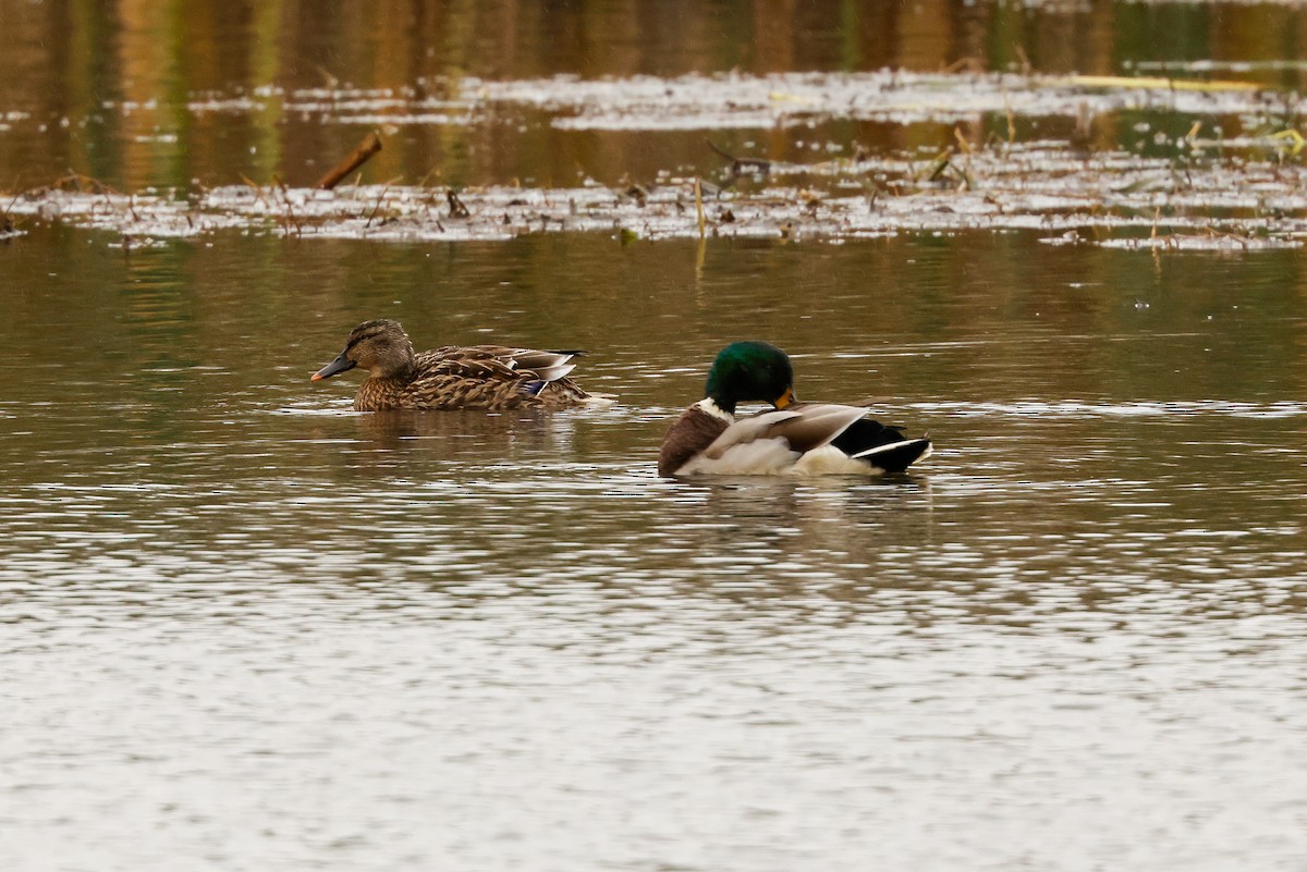 Germano reale - ML644161340