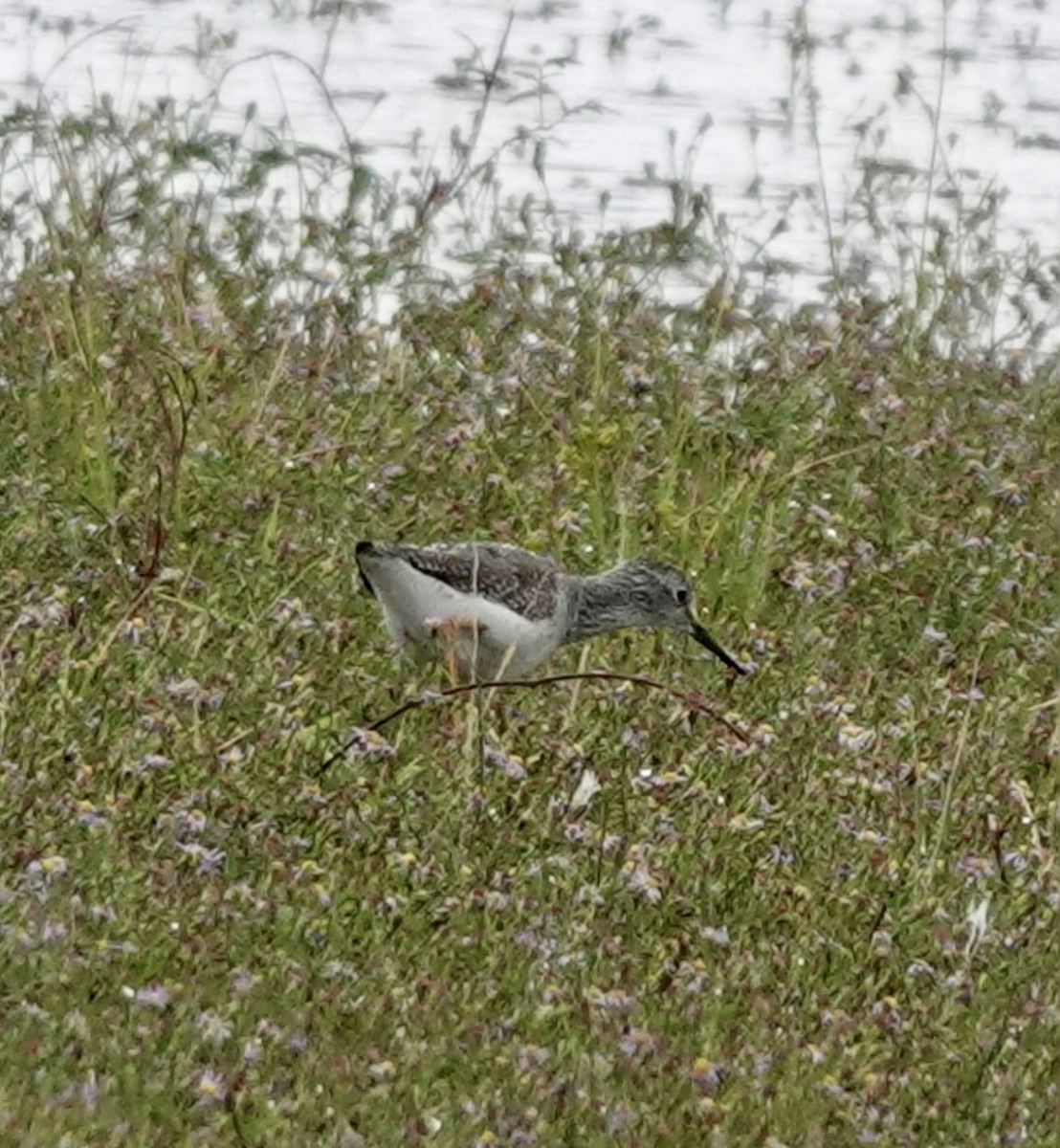 Greater Yellowlegs - ML644161367