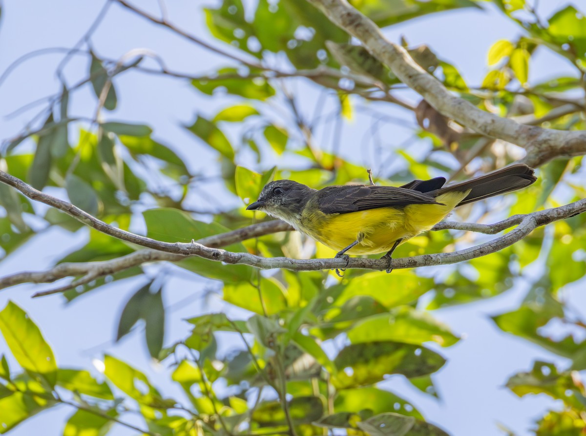 Dusky-chested Flycatcher - ML644161373