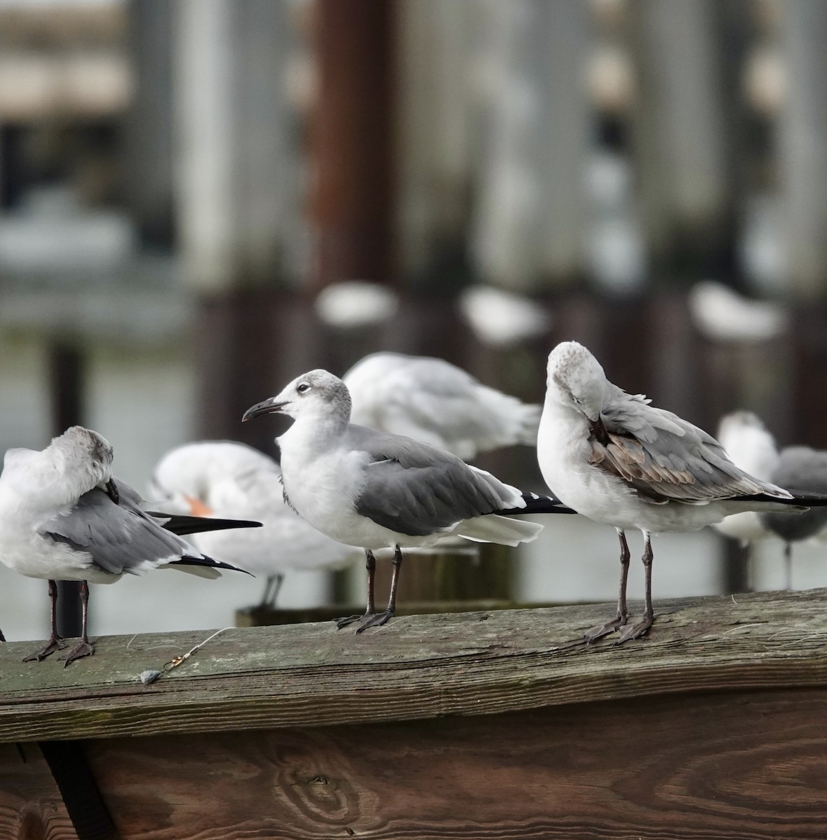 Laughing Gull - ML644161379