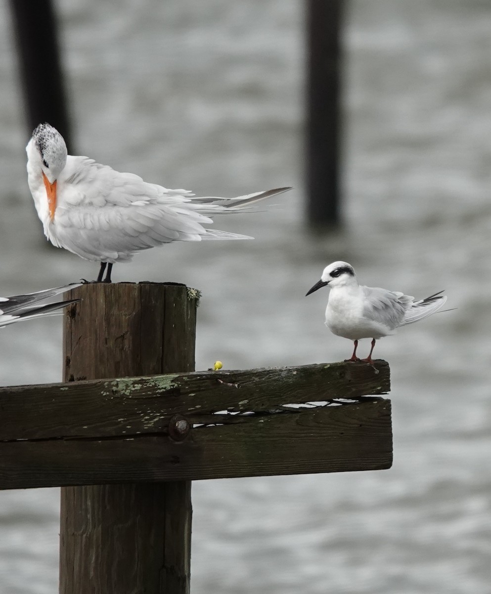 Forster's Tern - ML644161401